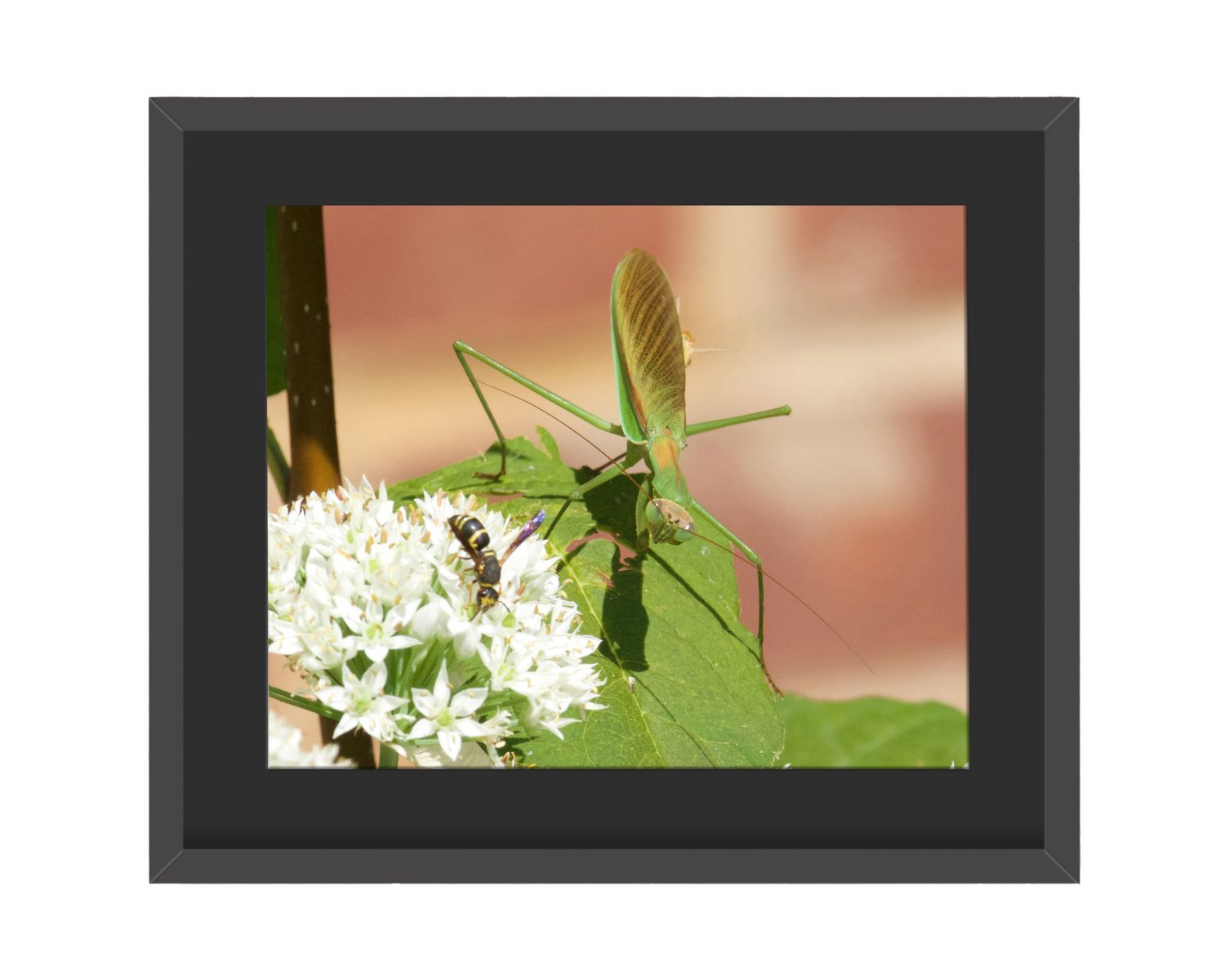 Praying Mantis Framed Print