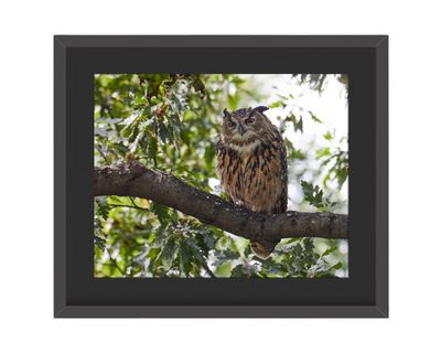 Flaco the Eurasian Eagle-Owl Framed Print