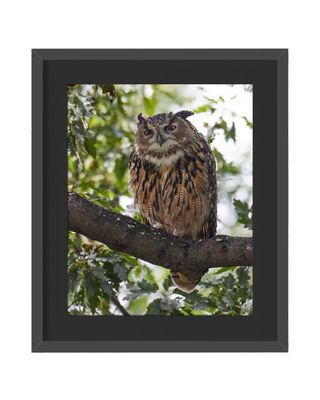 Flaco the Eurasian Eagle-Owl Framed Print