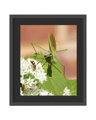 Praying Mantis Framed Print