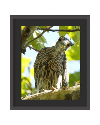 Yellow-crowned Night Heron Stare Framed Print