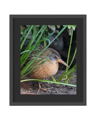 Virginia Rail  Framed Print