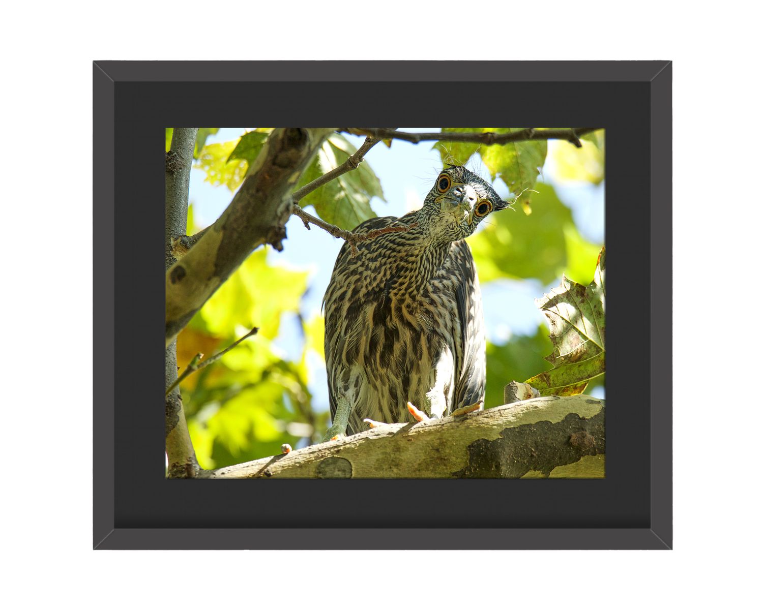 Yellow-crowned Night Heron Stare Framed Print