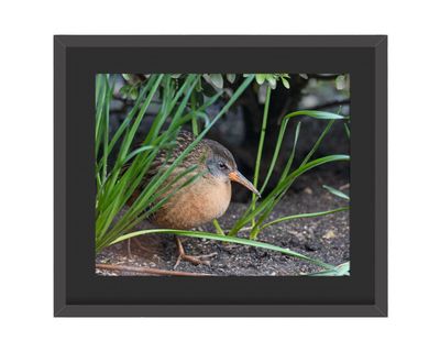 Virginia Rail  Framed Print
