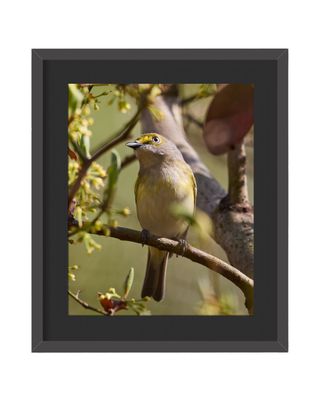 White-eyed Vireo Framed Print