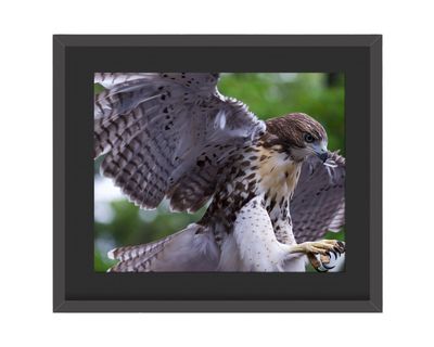 Red-tailed Hawk Landing Framed Print