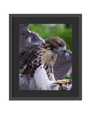 Red-tailed Hawk Landing Framed Print