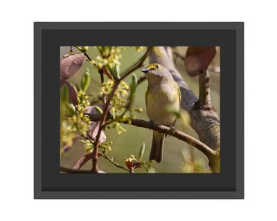 White-eyed Vireo Framed Print