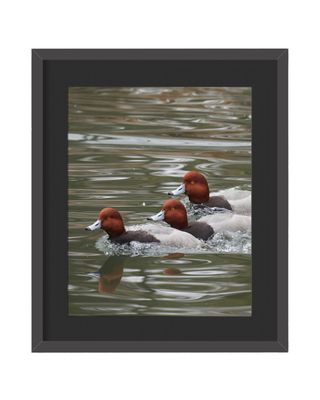 Redheads Landing Framed Print