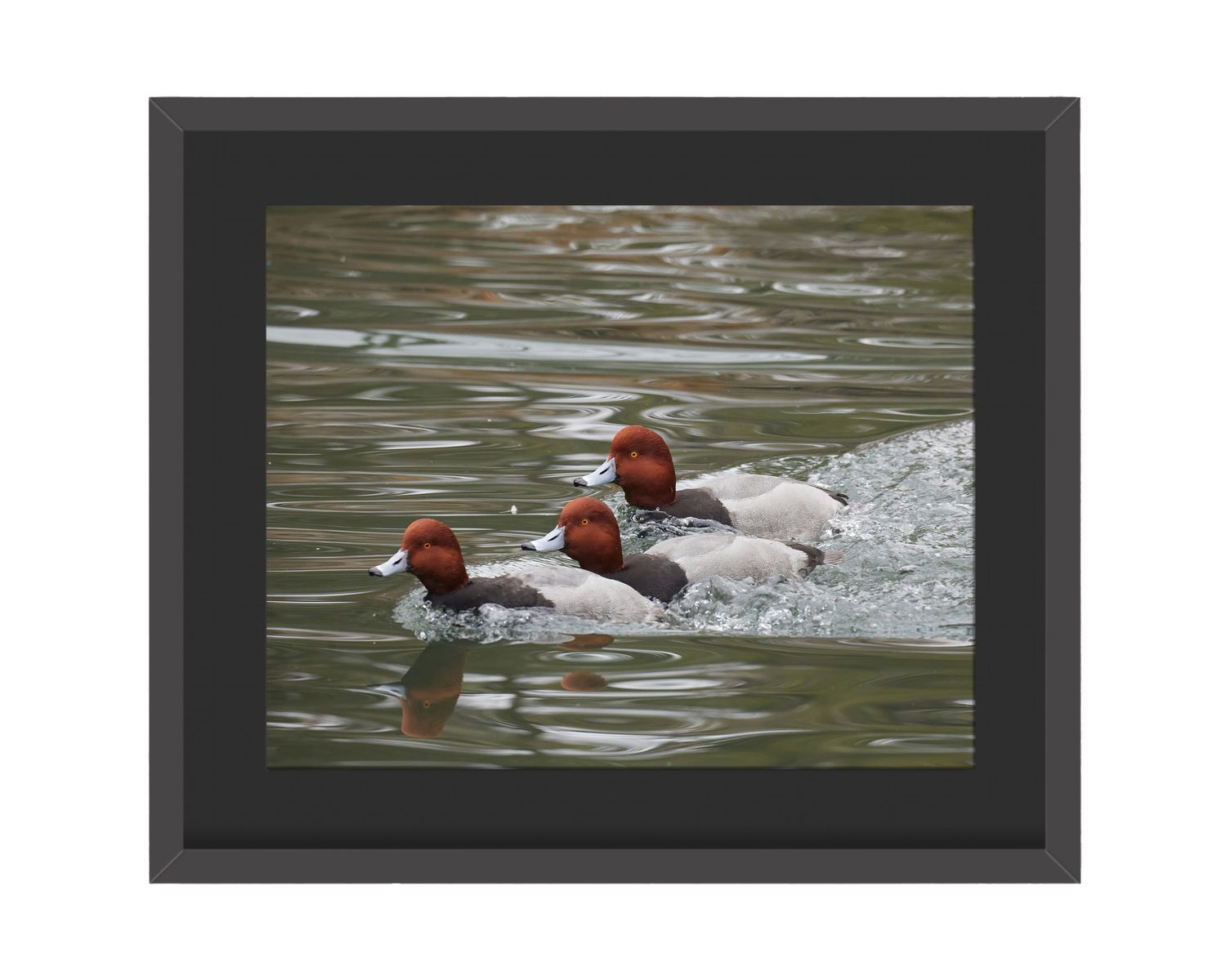 Redheads Landing Framed Print