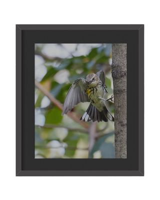 Yellow-rumped Warbler Framed Print