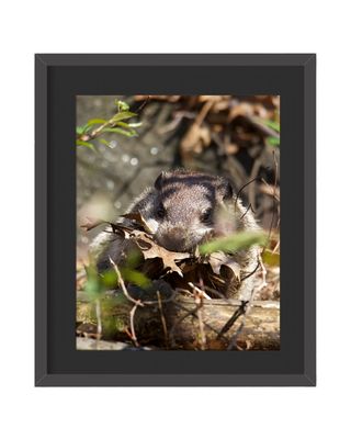 Ground Hog Framed Print