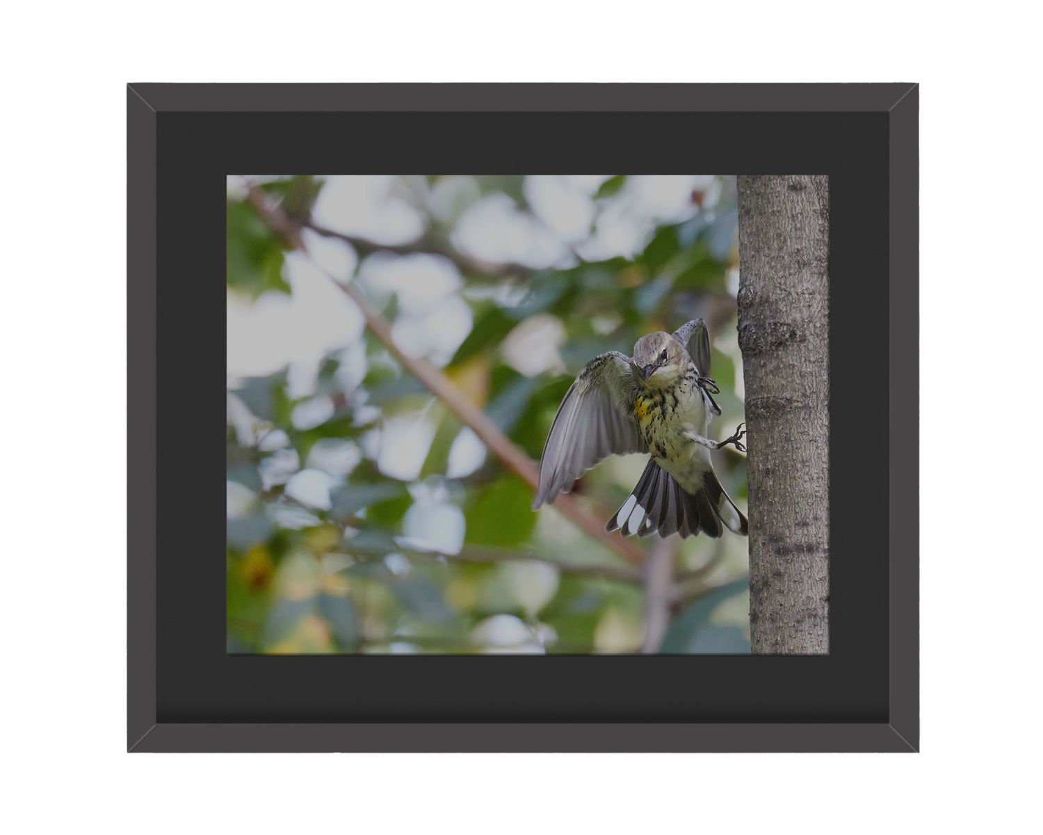 Yellow-rumped Warbler Framed Print