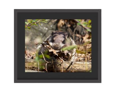 Ground Hog Framed Print