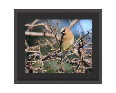 Cedar Waxwing Framed Print