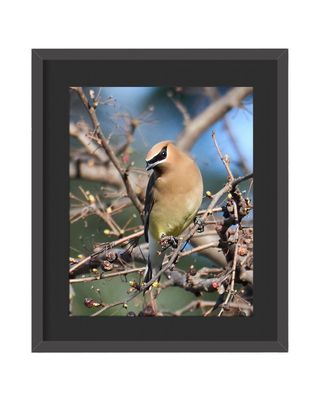 Cedar Waxwing Framed Print