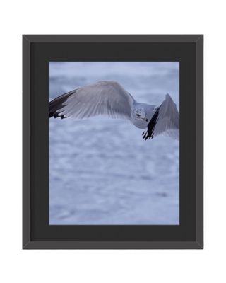 Ring-billed Gull Framed Print