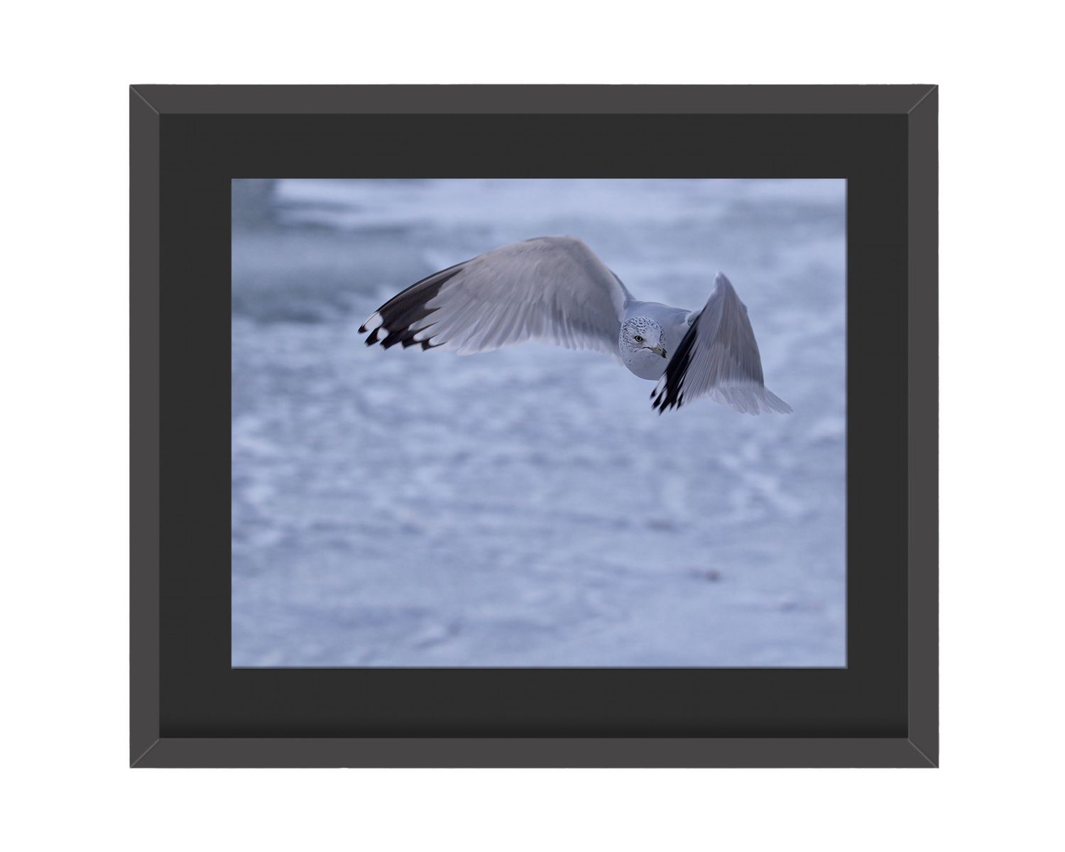 Ring-billed Gull Framed Print