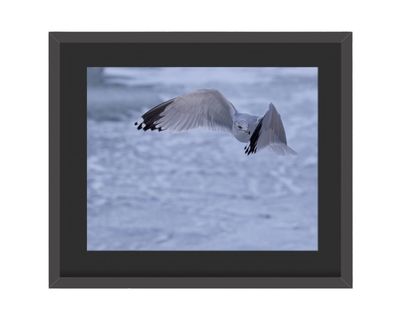 Ring-billed Gull Framed Print