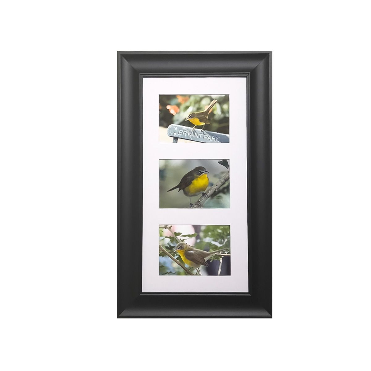 Yellow-breasted Chat 3x Prints Framed