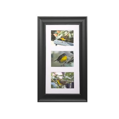 Yellow-breasted Chat 3x Prints Framed