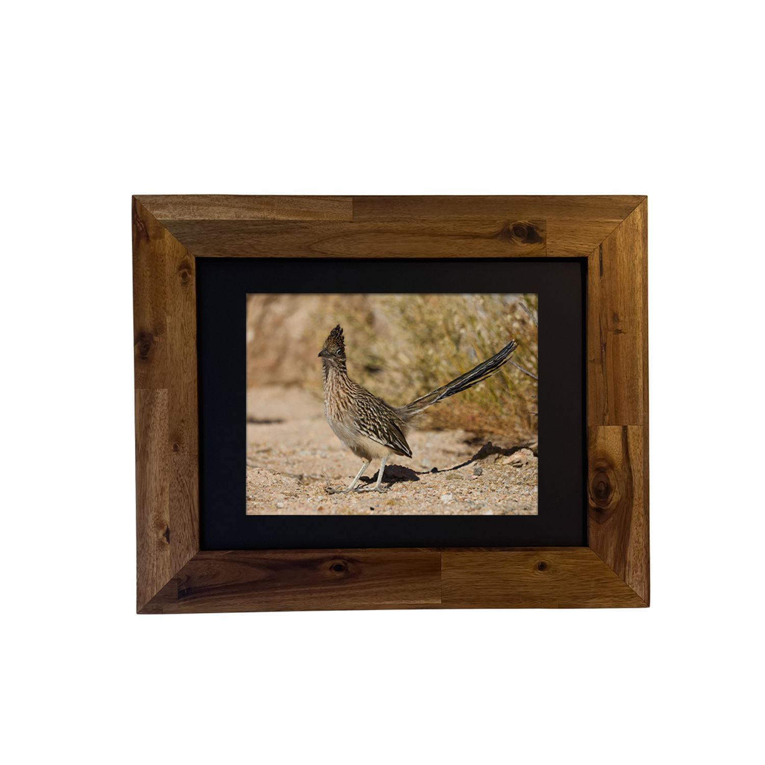 Greater Roadrunner