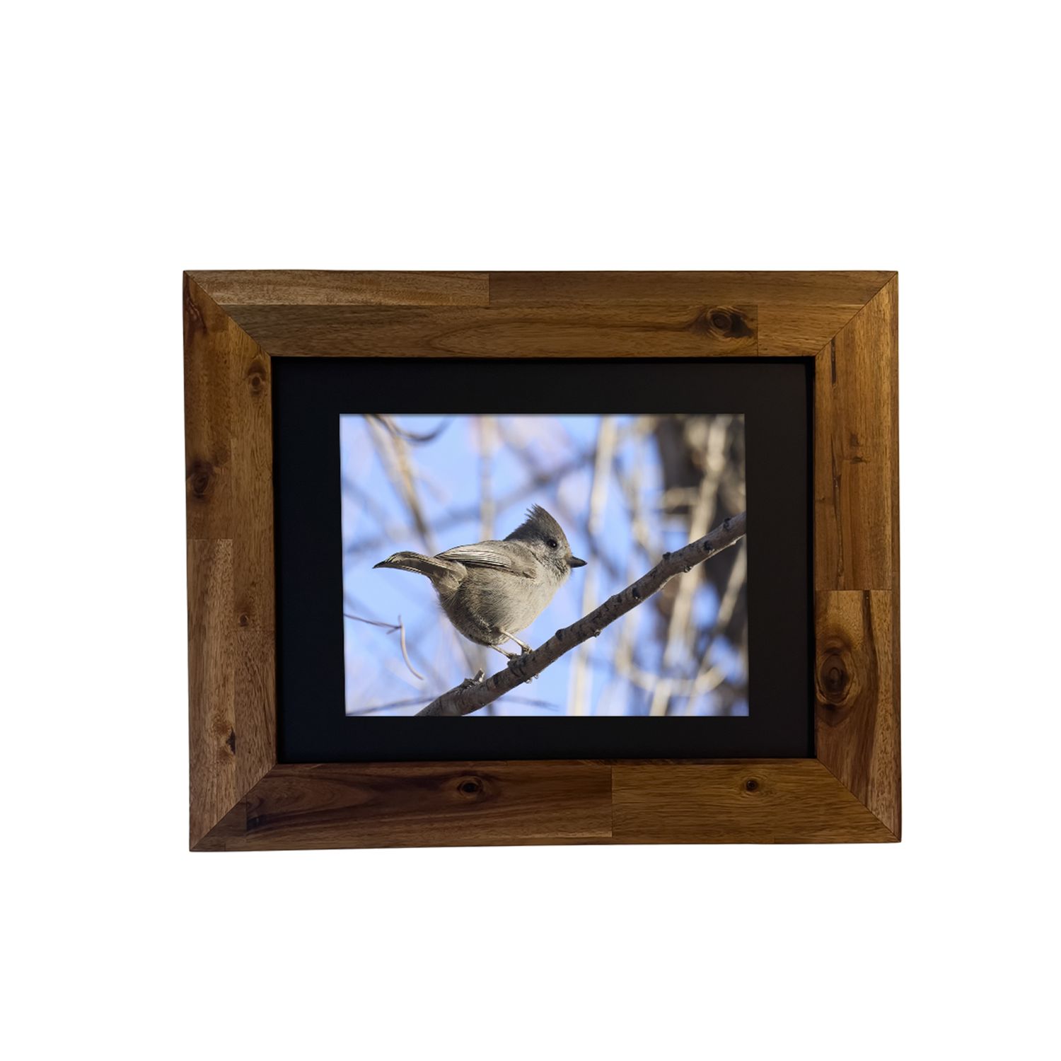 Fine art print of an Oak Titmouse perched on a desert branch, framed and photographed in Palm Springs by Dennis Newsham.