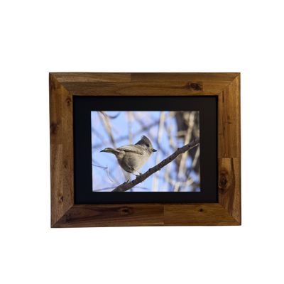 Fine art print of an Oak Titmouse perched on a desert branch, framed and photographed in Palm Springs by Dennis Newsham.