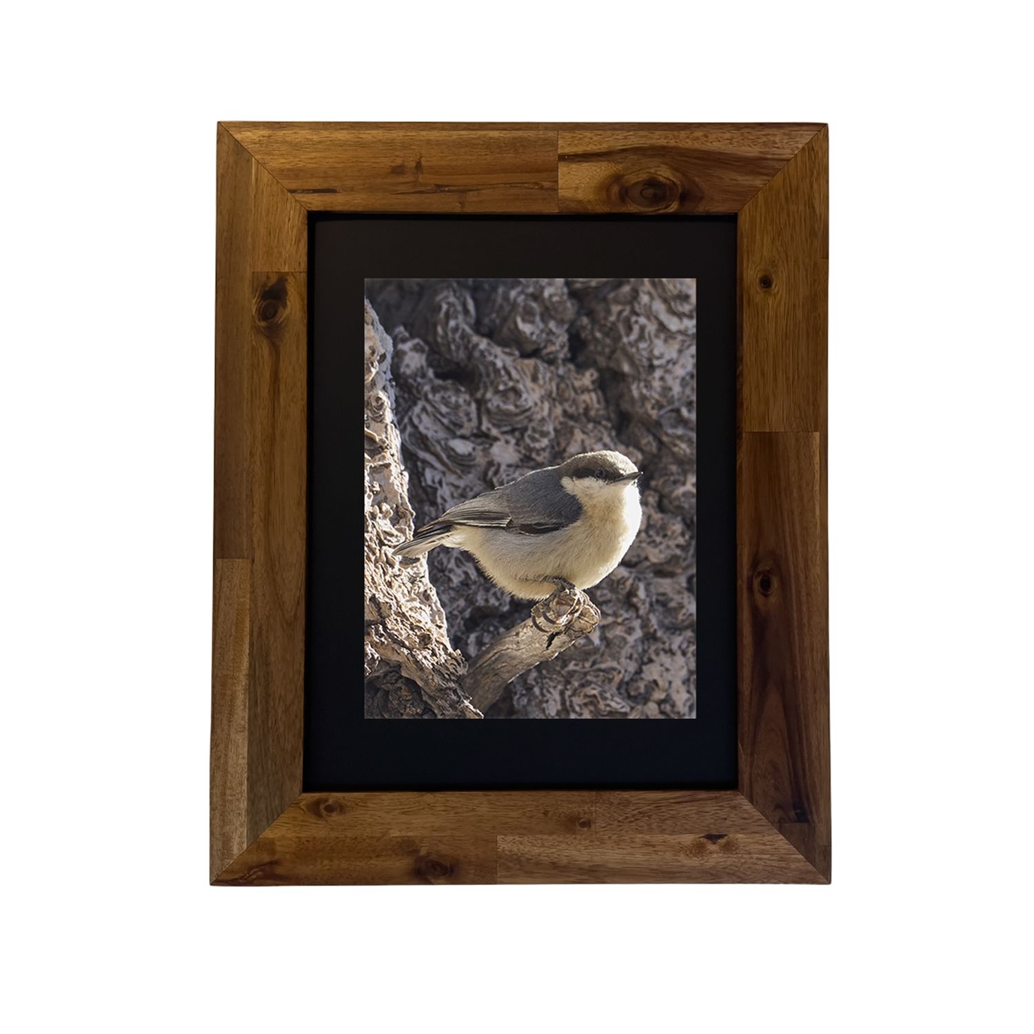 Pygmy Nuthatch