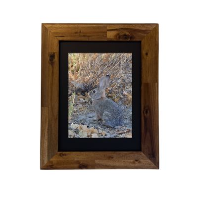 Desert Cottontail