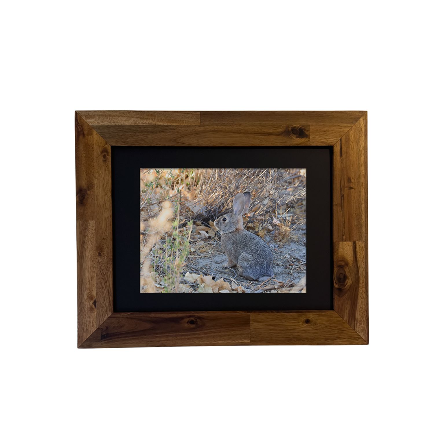 Desert Cottontail