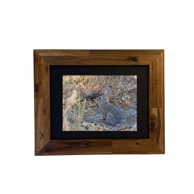 Desert Cottontail