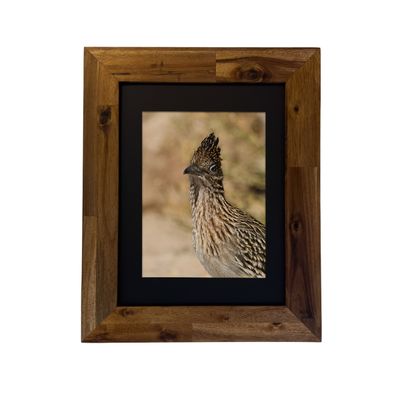 Greater Roadrunner