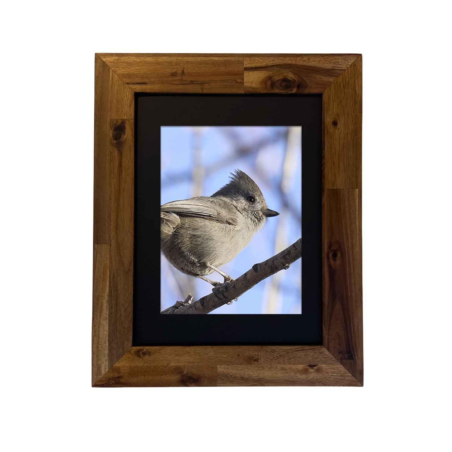 Fine art print of an Oak Titmouse perched on a desert branch, framed and photographed in Palm Springs by Dennis Newsham.