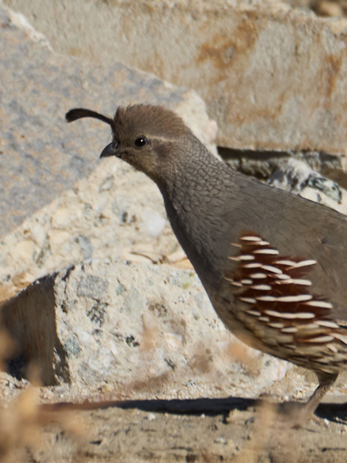Framed print of a Gambel’s Quail in a desert habitat, captured in Palm Springs by Dennis Newsham