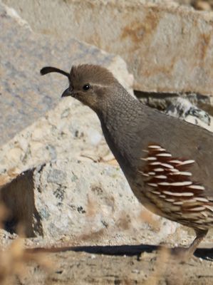 Framed print of a Gambel’s Quail in a desert habitat, captured in Palm Springs by Dennis Newsham