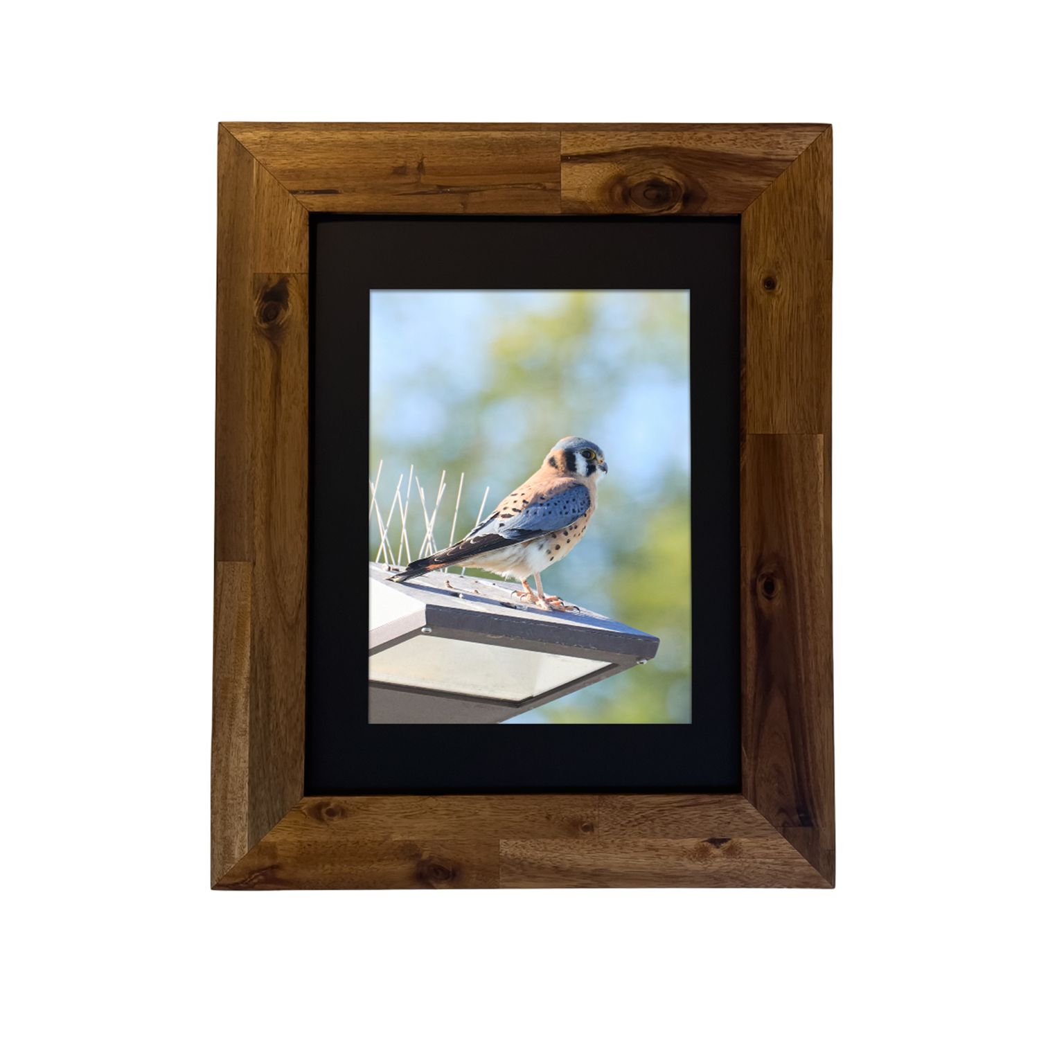 American Kestrel