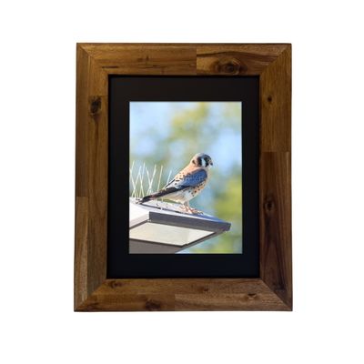 American Kestrel