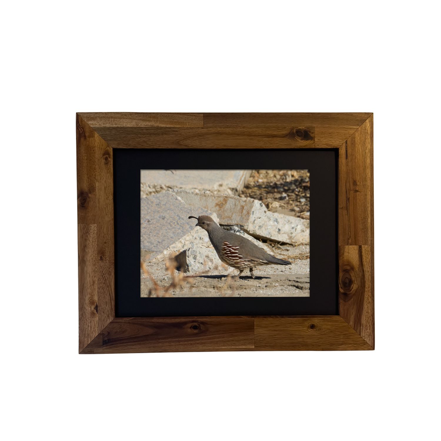 Framed print of a Gambel’s Quail in a desert habitat, captured in Palm Springs by Dennis Newsham