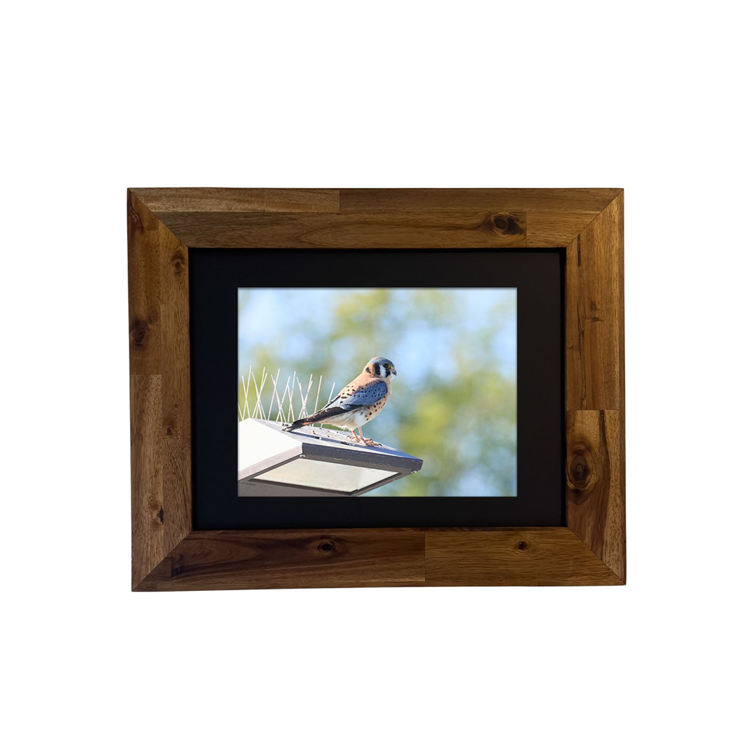 American Kestrel