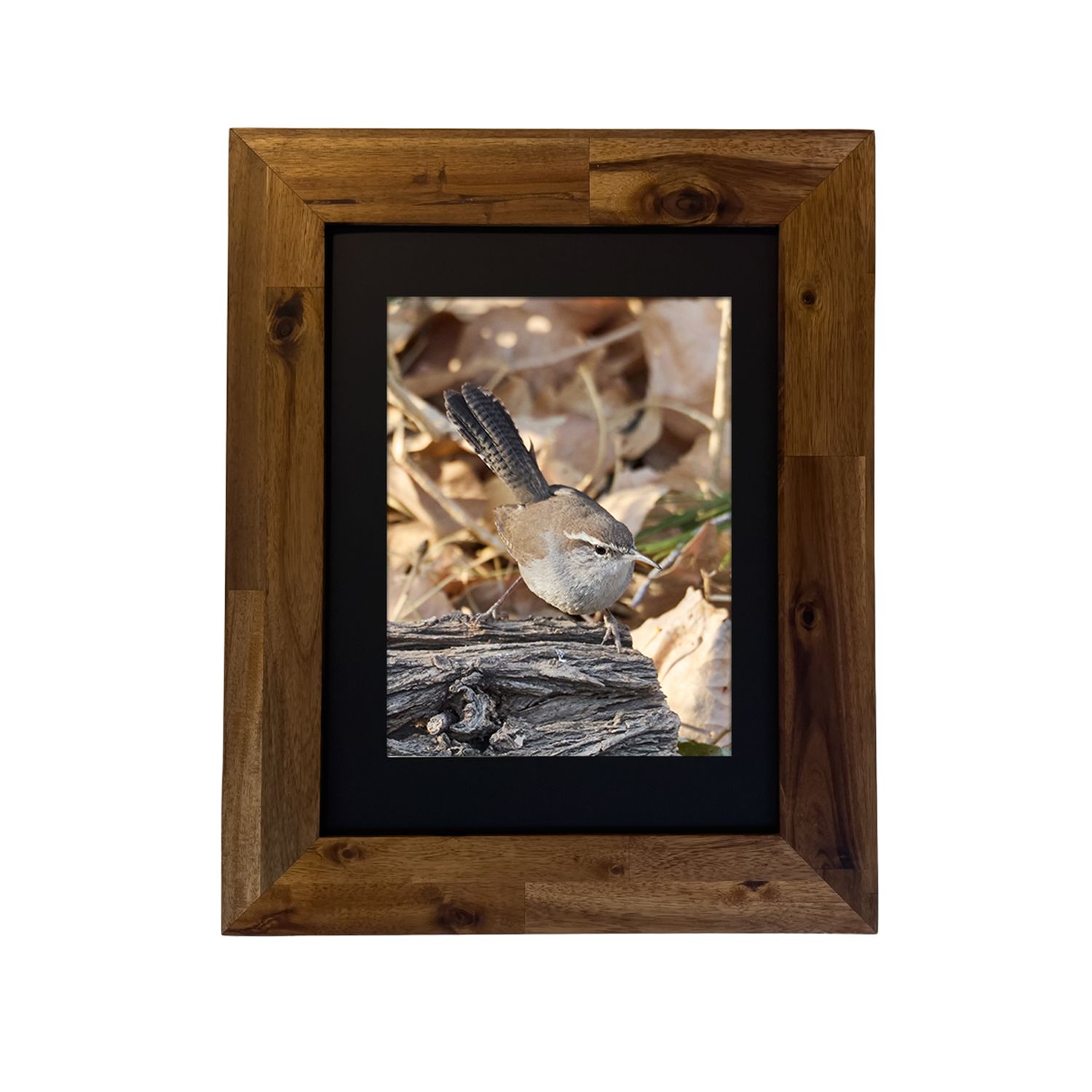 Framed fine art print of a Bewick’s Wren in a desert shrub, photographed in Palm Springs.