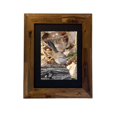 Framed fine art print of a Bewick’s Wren in a desert shrub, photographed in Palm Springs.