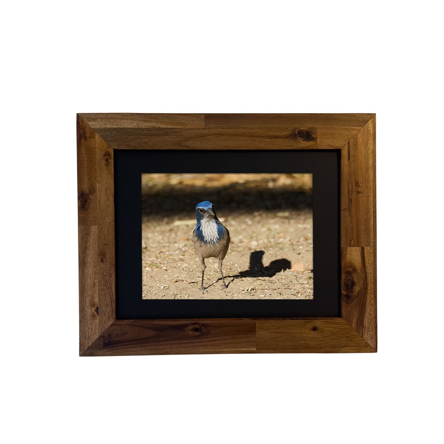 Framed photo print of a California Scrub Jay in Palm Springs desert brush. by Dennis Newsham