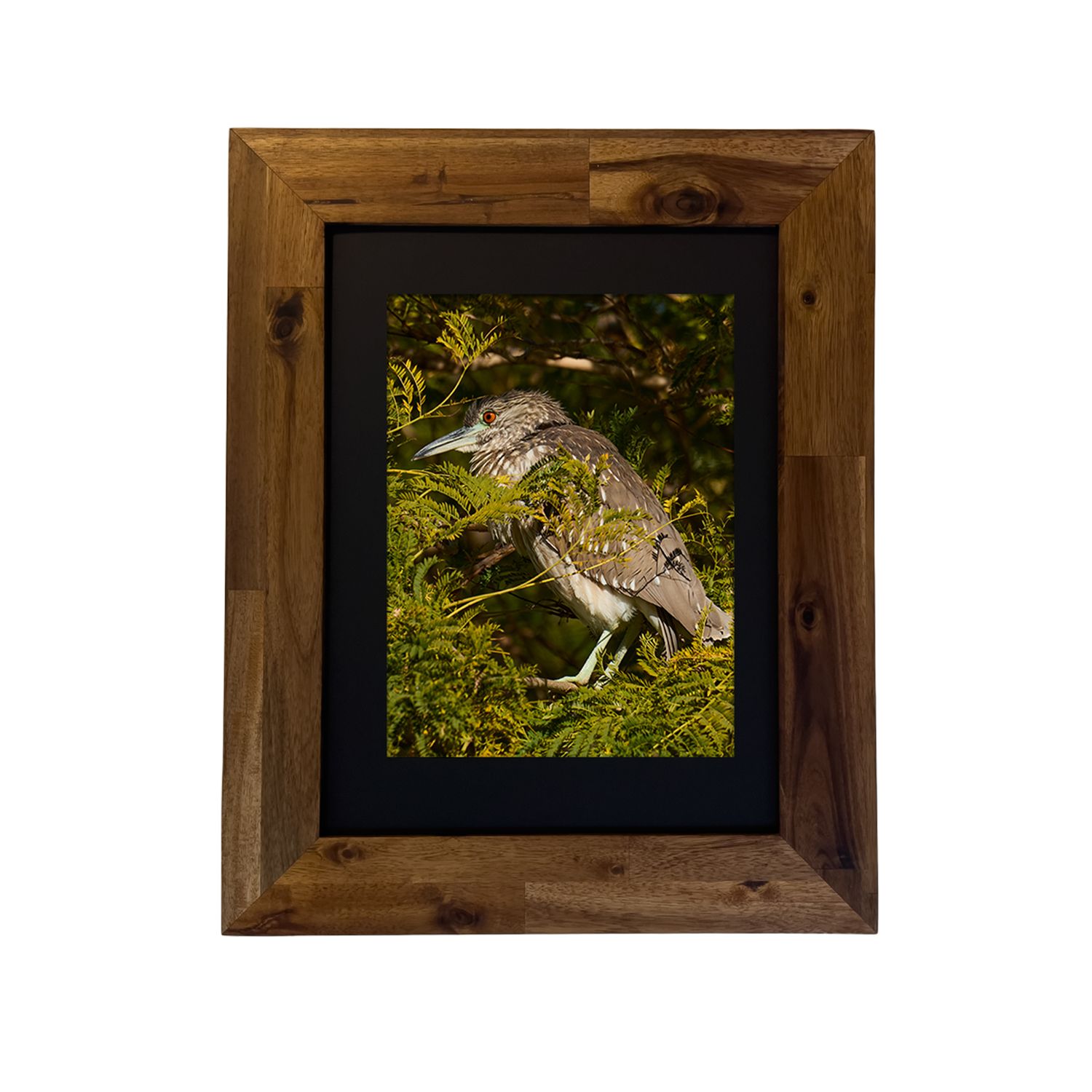 Framed photo of a Black-crowned Night Heron near a wetland, captured in Palm Springs by Dennis Newsham.