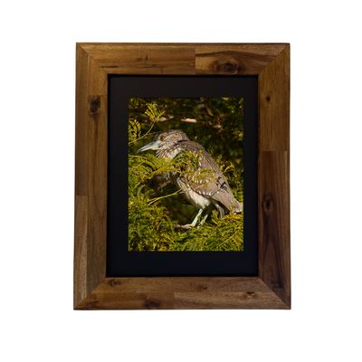 Framed photo of a Black-crowned Night Heron near a wetland, captured in Palm Springs by Dennis Newsham.