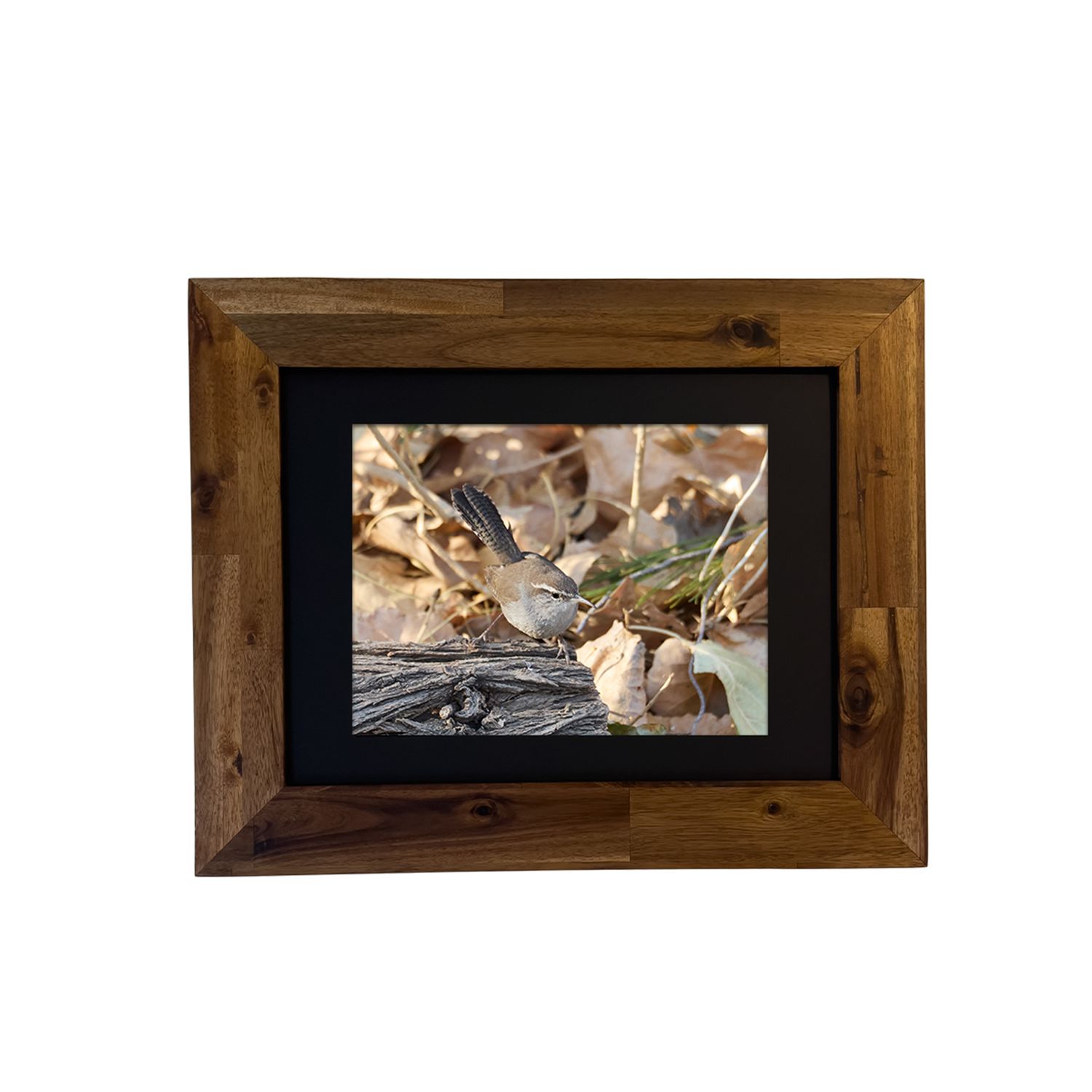 Framed fine art print of a Bewick’s Wren in a desert shrub, photographed in Palm Springs.
