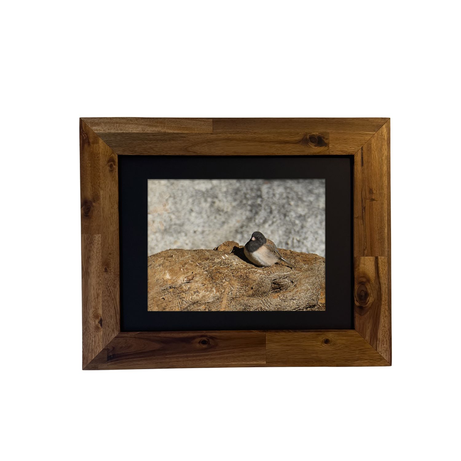 Framed art print of a Dark-eyed Junco bird in the Palm Springs area. Photo by Dennis Newsham