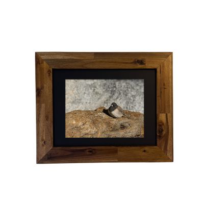 Framed art print of a Dark-eyed Junco bird in the Palm Springs area. Photo by Dennis Newsham