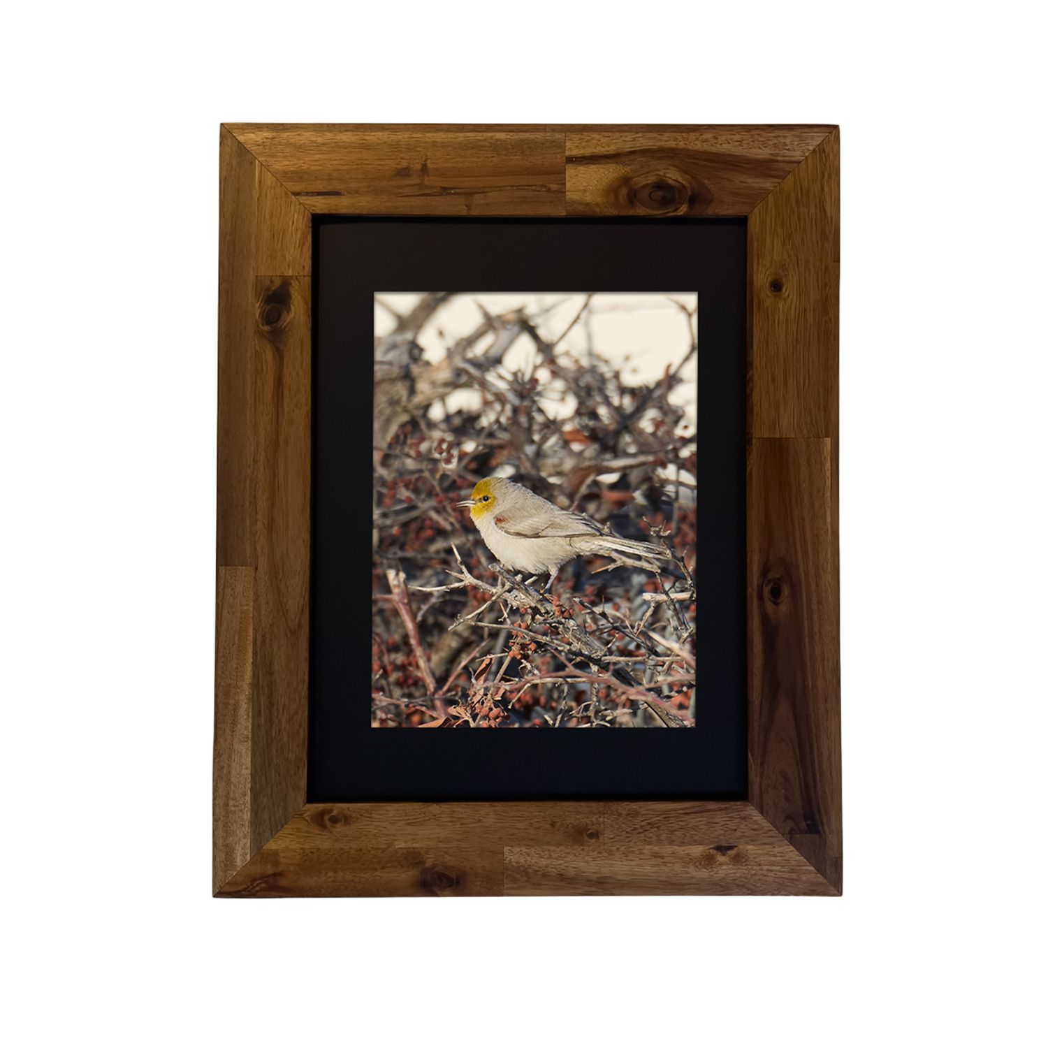 Framed art print of a Verdin perched in the desert, photographed in Palm Springs. Photo by Dennis Newsham