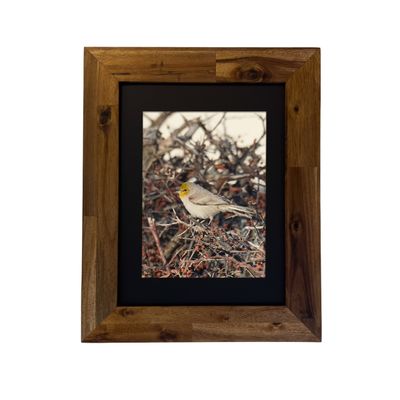 Framed art print of a Verdin perched in the desert, photographed in Palm Springs. Photo by Dennis Newsham